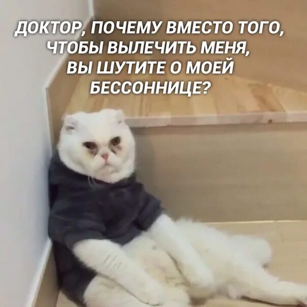 Котик Мем. Мемы про усталость. Уставший кот Мем. 12 Мая день синдрома хронической усталости. Новый день я устал
