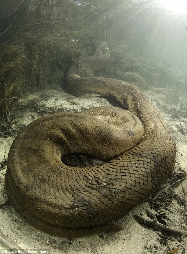 Анаконда змея. Анаконда в Амазонке. Водяной удав Анаконда. Самая большая змея видео