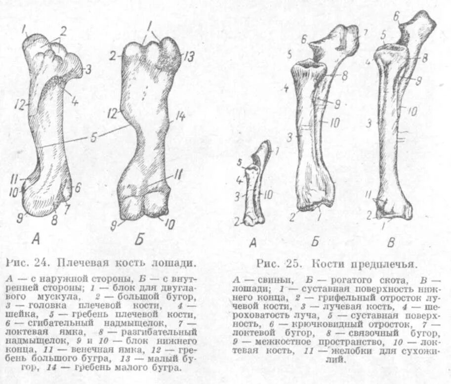 Кости предплечья свиньи, крс, лошади. Плечевая кость коровы анатомия. Строение кости анатомия животных. Строение теленка скелет. Строение трубчатой кости анатомический атлас.