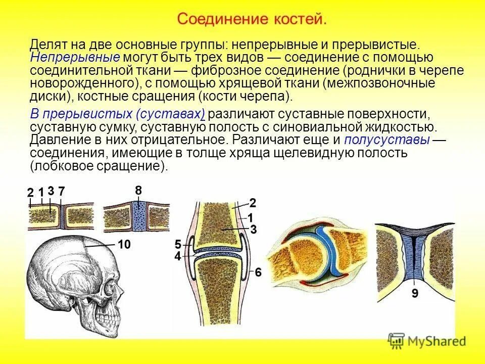 Функции соединений костей скелета. Строение непрерывных соединений костей. соединения костей подвижные и неподвижные полуподвижные таблица. непрерывные соединения костей таблица. строение состав и типы соединения костей.