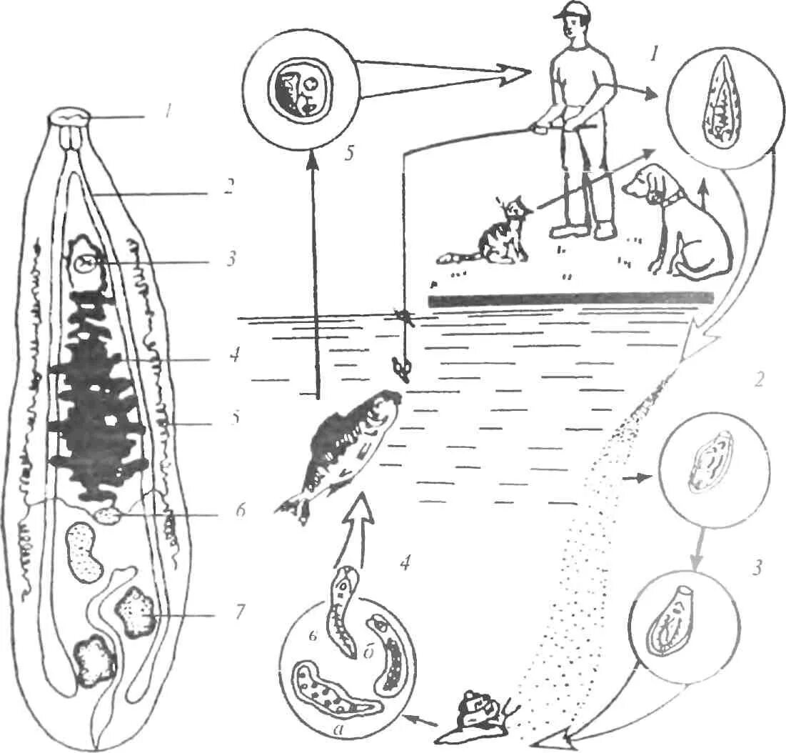 Кошачья двуустка жизненный цикл. Цикл развития описторха схема. Цикл развития кошачьей двуустки. Жизненный цикл описторха. Сколько промежуточных хозяев имеет кошачий сосальщик
