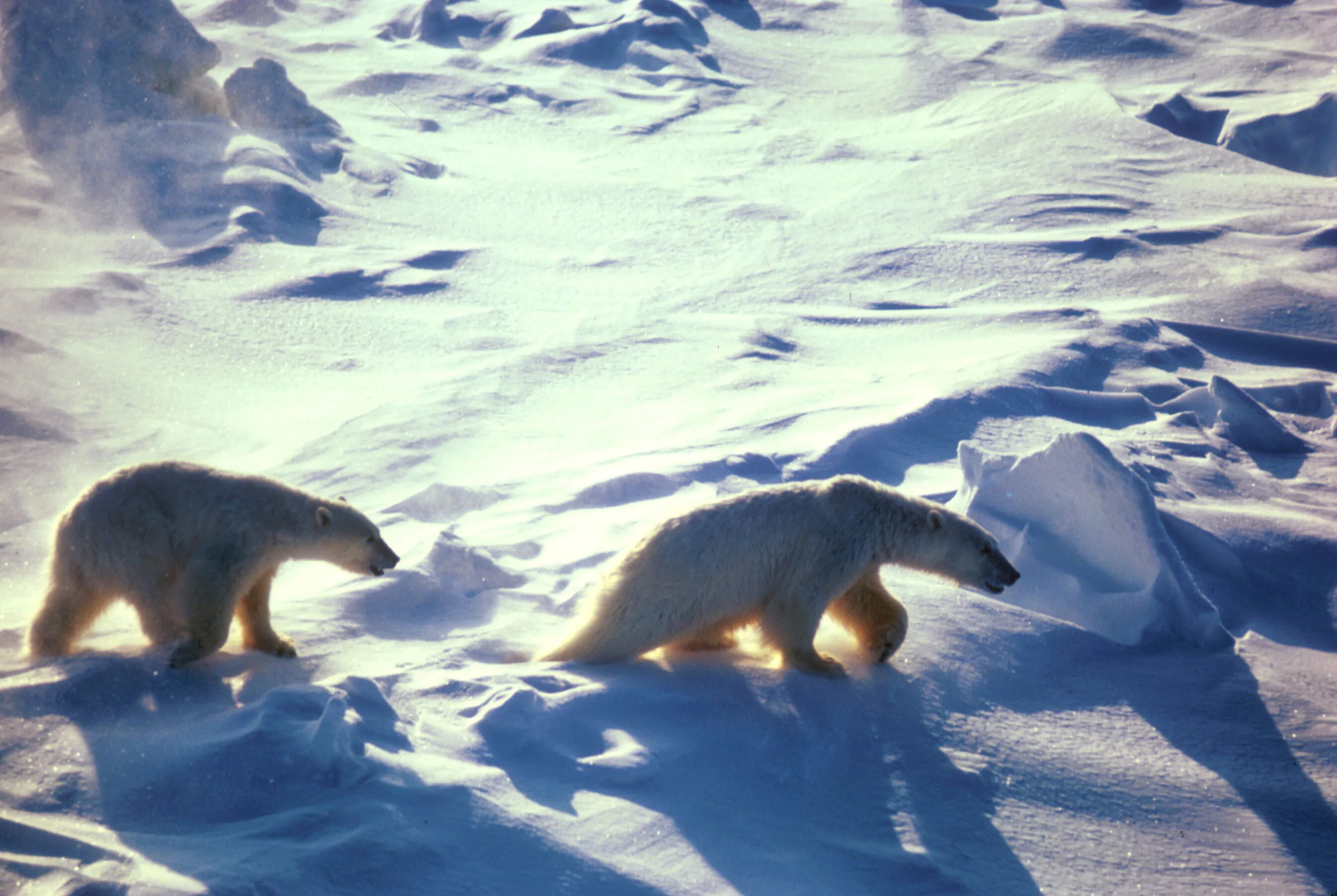 На льдах какого залива обитают белые. Ареал белого медведя Арктика. Полярные медведи ареал. Популяция белых медведей. Чукотское море белые медведи.