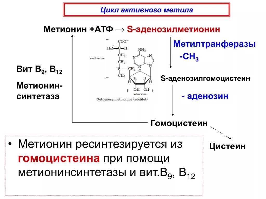 Участие s аденозилметионина в реакциях трансметилирования. Синтез Sam из метионина. Метионин синтетаза. Схема метаболизма метионина. Реакция образования цистеина из метионина.