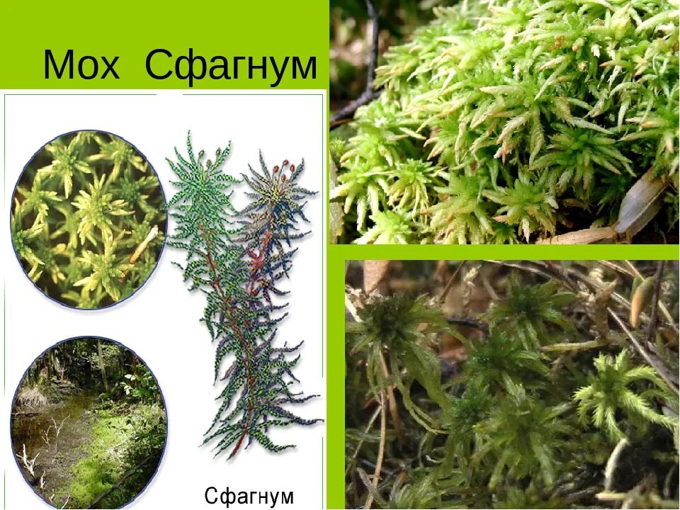 Sphagnum squarrosum - Изображение особи - Плантариум