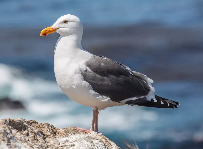 Чайка Тэйера. Larus occidentalis. Чайковые Ржанкообразные. Чайка субтропики.