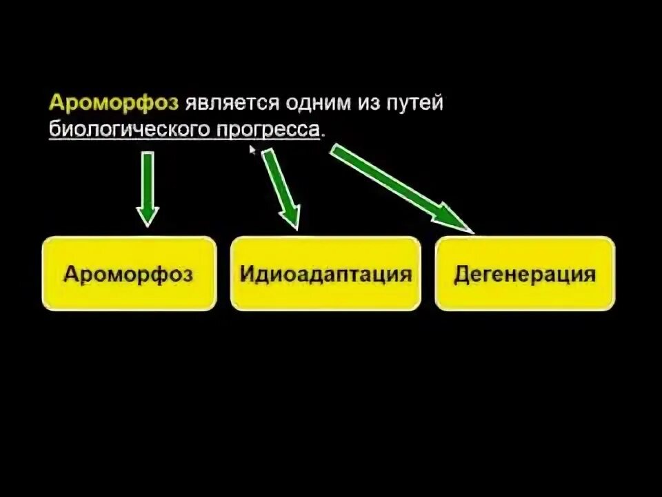 Какую эволюционную роль играют ароморфозы и дегенерации. Ароморфоз и идиоадаптация. ароморфоз идиоадаптация дегенерация. ароморфозы нервной системы. ароморфозы голосеменных.