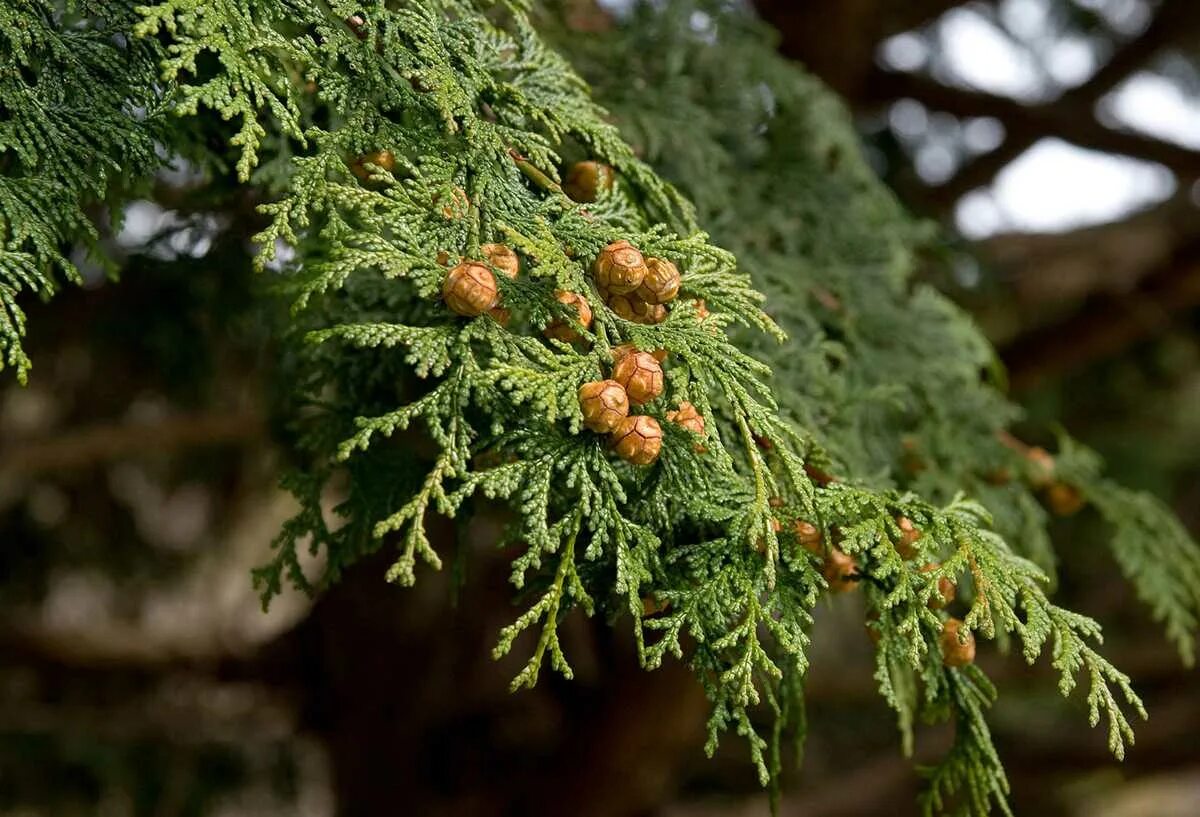Стройный как кипарис. Кипарис вечнозеленый (cupressus sempervirens). кипарисовик горохоплодный шишки. кипарисовик нутканский шишки. кипарисовик дерево.