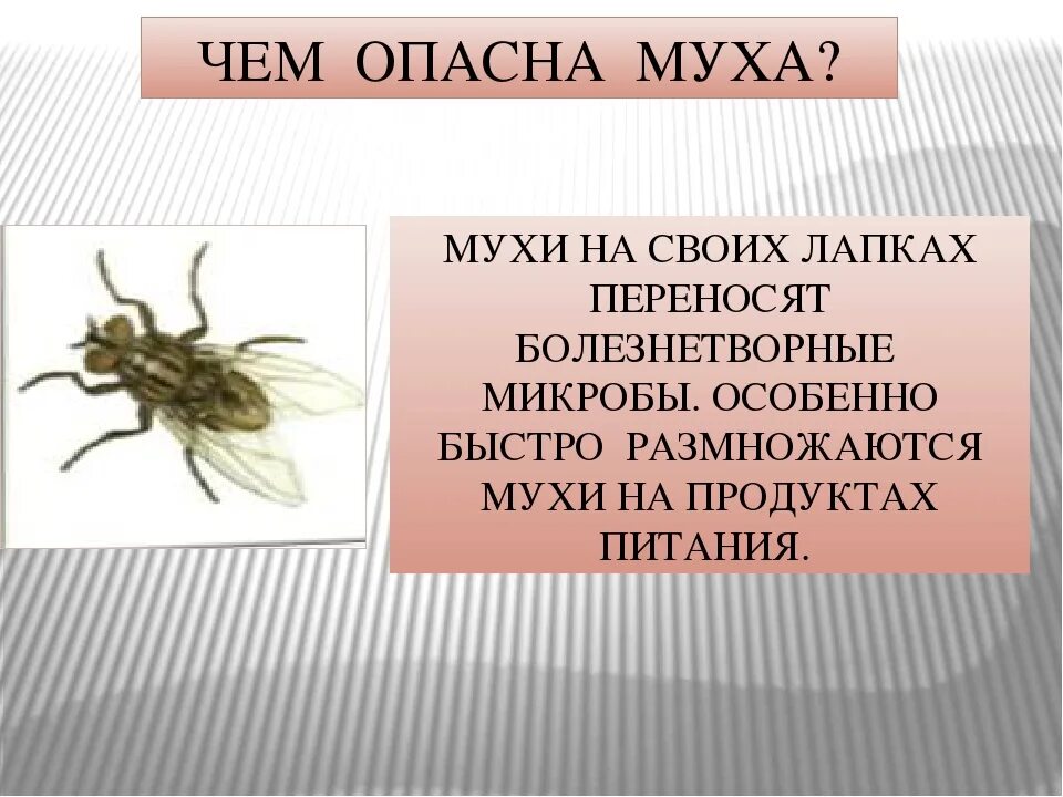 Интересные факты о мухах. Муха вредное насекомое. Муха описание насекомого. Муха для презентации. Сколько едят мухи