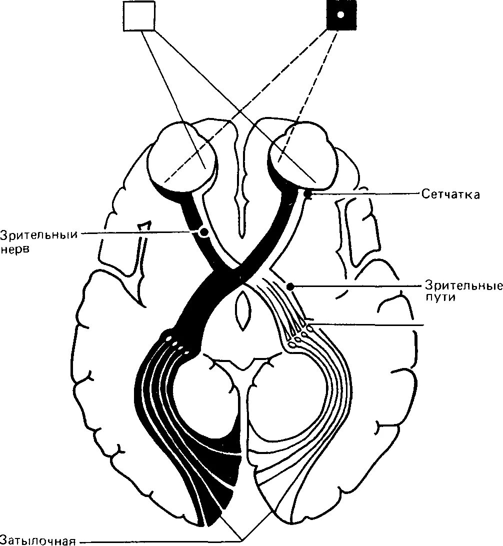 Зрительный нерв неврология схема. Зрительный нерв неврология путь. Зрительный нерв путь схема неврология. Зрительный нерв зрительный Перекрест зрительный тракт.