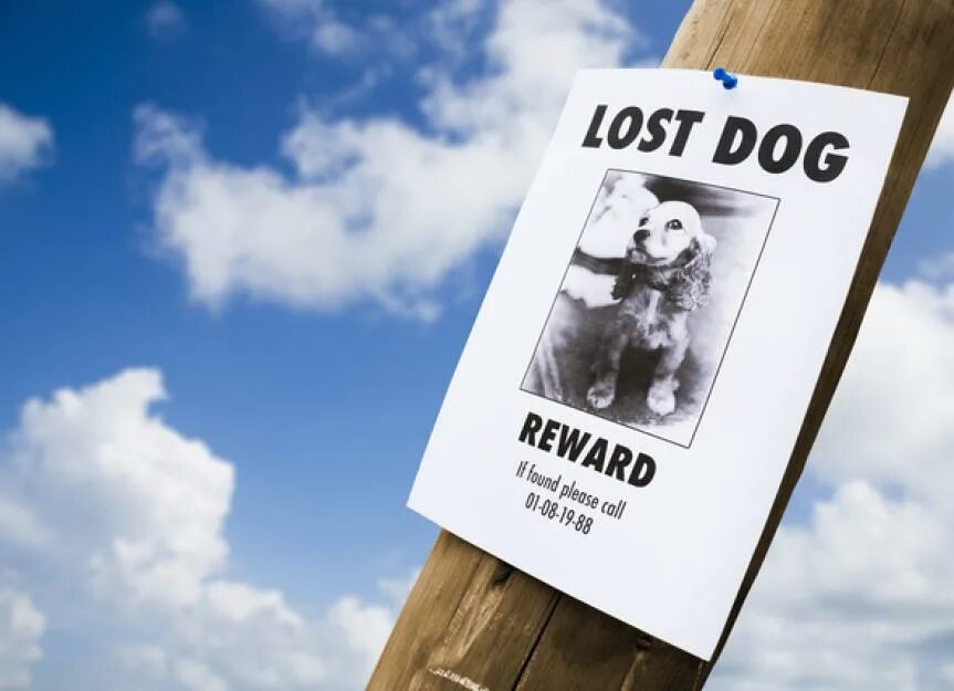 Lost dogs дроп. Lost dogs дроп. The lost dog. Lost dogs дроп. Missing dog poster.