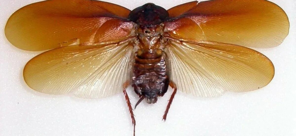 Гигантский лесной таракан. Megaloblatta blaberoides. Американский таракан periplaneta americana. Periplaneta americana оотека. Таракан с крыльями.