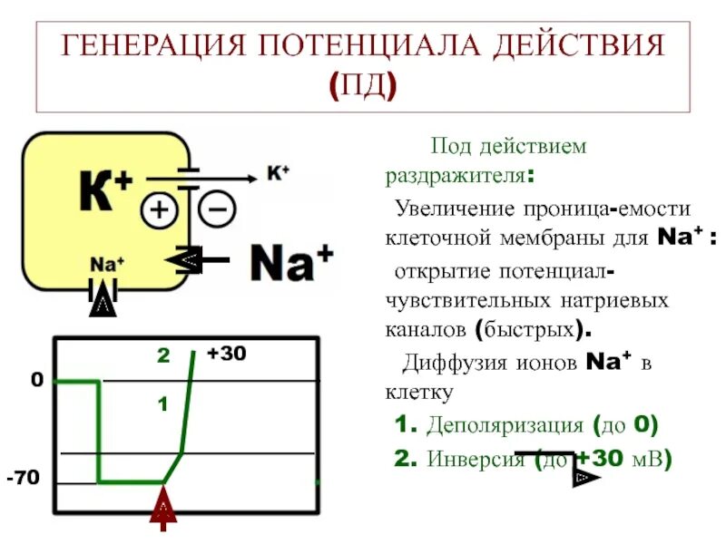 Генератор ионов в фене что это. Генератор отрицательных ионов на 12в. Кривая ионизации. Серебро коллоидное аппарат георгий. Источник ионов в масс-спектрометре.