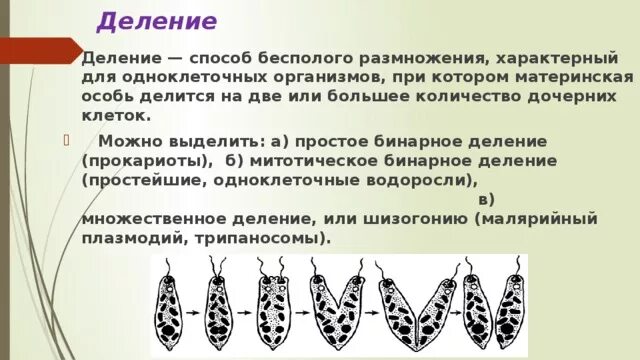 Размножается путем деления. Бинарное деление бесполое размножение. Бинарное деление характерно для. Бесполое размножение одноклеточных. Способ деления простейших одноклеточных организмов..