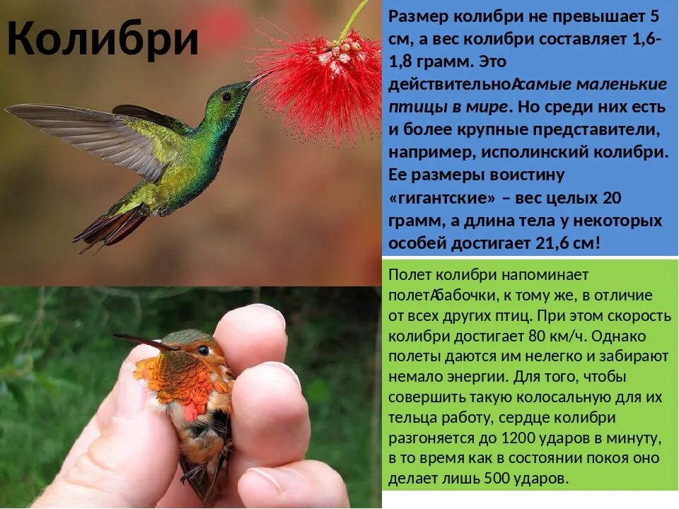 সবেচেয়ে ছোট পাখি হামিং বার্ড এর অজানা তথ্য Fact of humming bird - YouTube