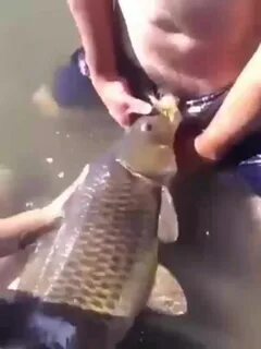 Fish sucking dick