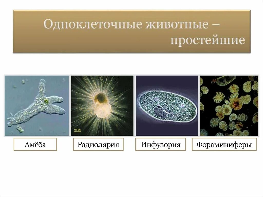 Амебы радиолярии фораминиферы. Фораминиферы одноклеточные животные. Одноклеточные радиолярии. Инфузория амеба амеба. Простейшие животные картинки