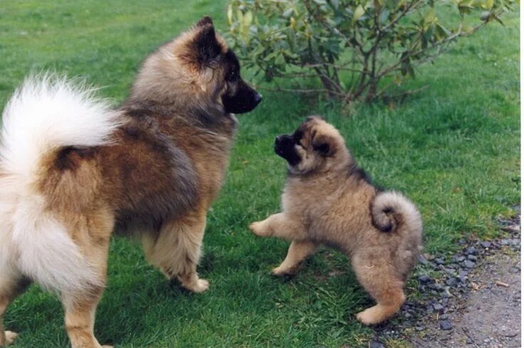 Евразийский шпиц фото 11 Healthiest Small Breed Dogs HubPages