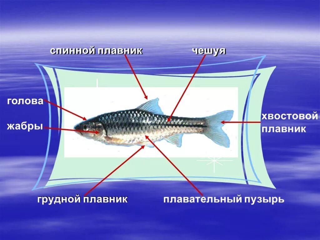 Ихтиология презентация. Дорсальный плавник. Плавники рыб. Спинной плавник.