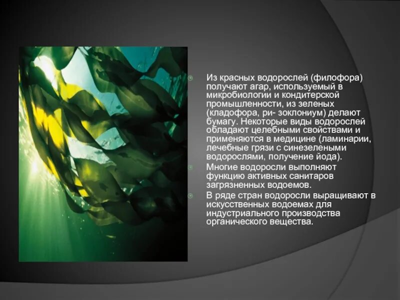 Как человек использует красные водоросли. Как человек использует красные водоросли