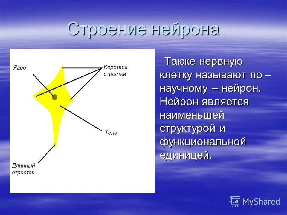 Как называется короткий нейрона. Короткий отросток нейрона. Короткий отросток нервной клетки называется. Длинный отросток нервной клетки называется. Отросток передающий возбуждение к телу нейрона называется.