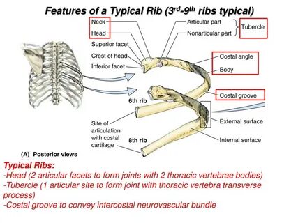 Body of rib