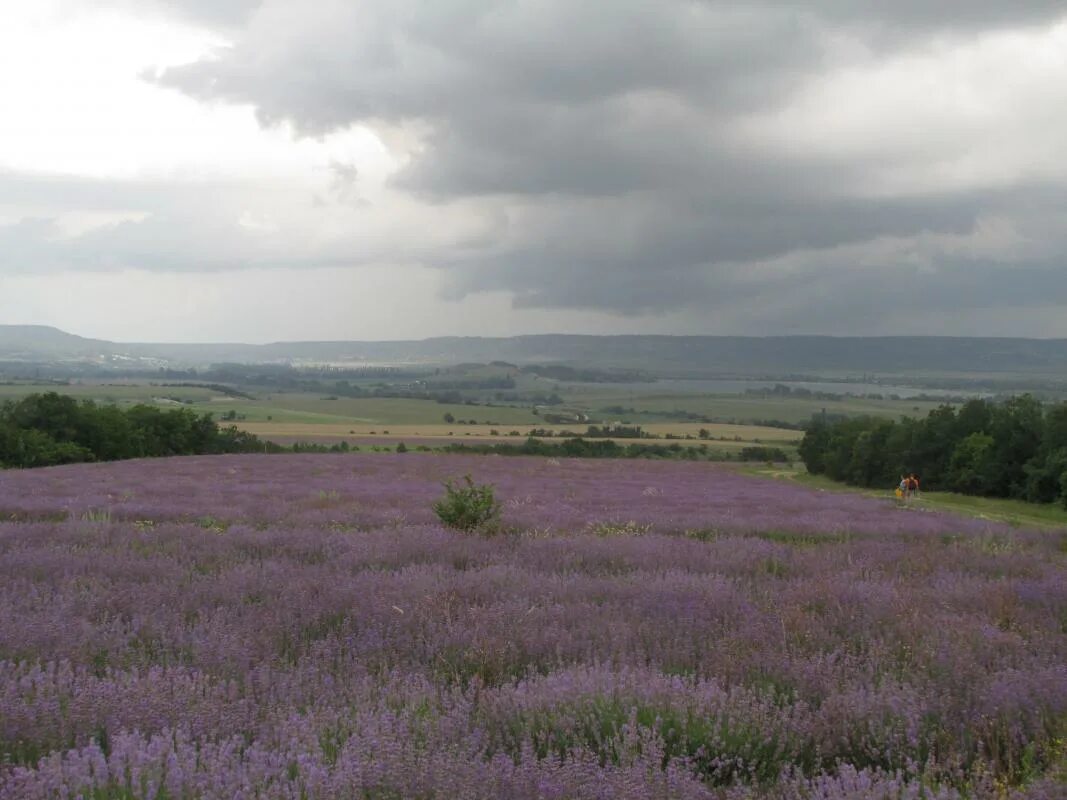 Село тургеневка бахчисарайский район лавандовые. Село тургеневка бахчисарайский район лавандовые. Пятилетка тургеневка. Тургеневка крым лавандовые поля. Село тургеневка крым лавандовые поля.