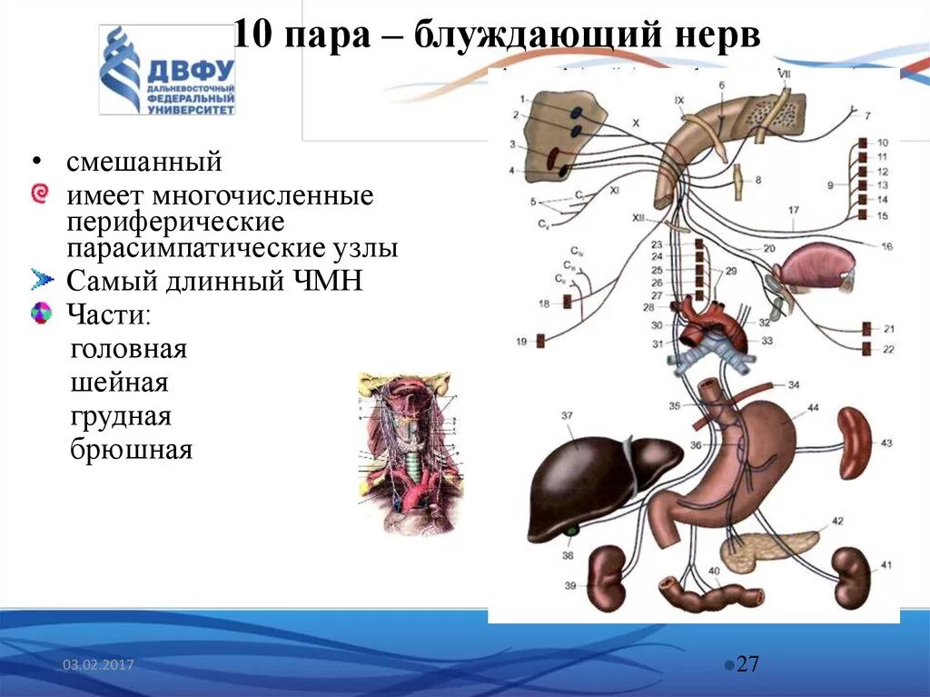 10 черепной нерв. Блуждающий нерв парасимпатическая иннервация. 10 Пара черепных нервов схема. 10 Пара блуждающий нерв схема. Двигательные волокна блуждающего нерва.