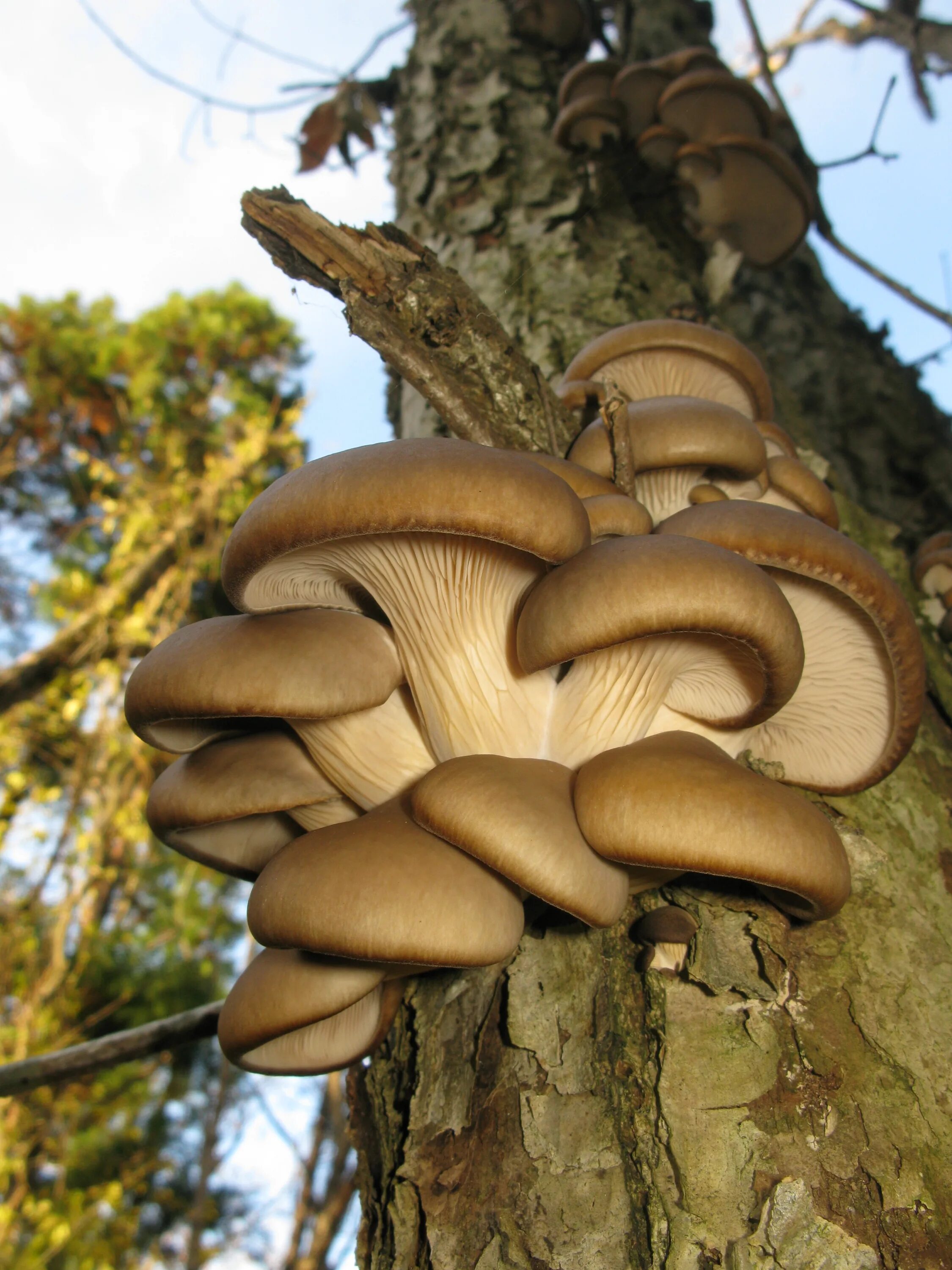 Вешенки на дереве. Вешенка Pleurotus ostreatus. Вешенка обыкновенная (Pleurotus ostreatus). Вёшенка обыкновенная. Вешенка рожковидная Лесная.