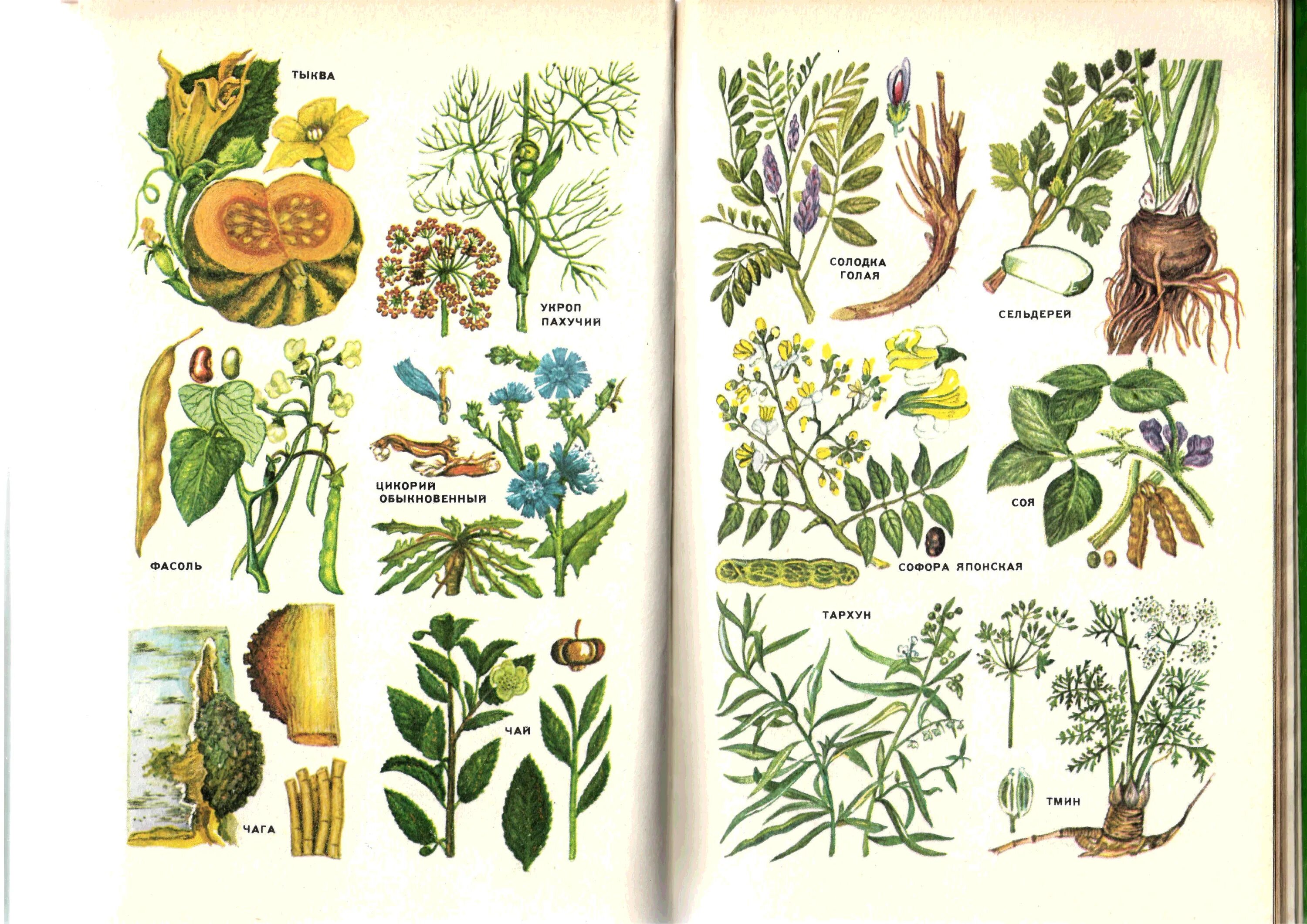 Низшие съедобные растения. Лекарственные растения. Лекартсвенныерастения. Лечебные растения. Лечебные травы рисунок.