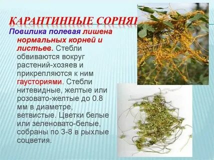 Растения троя