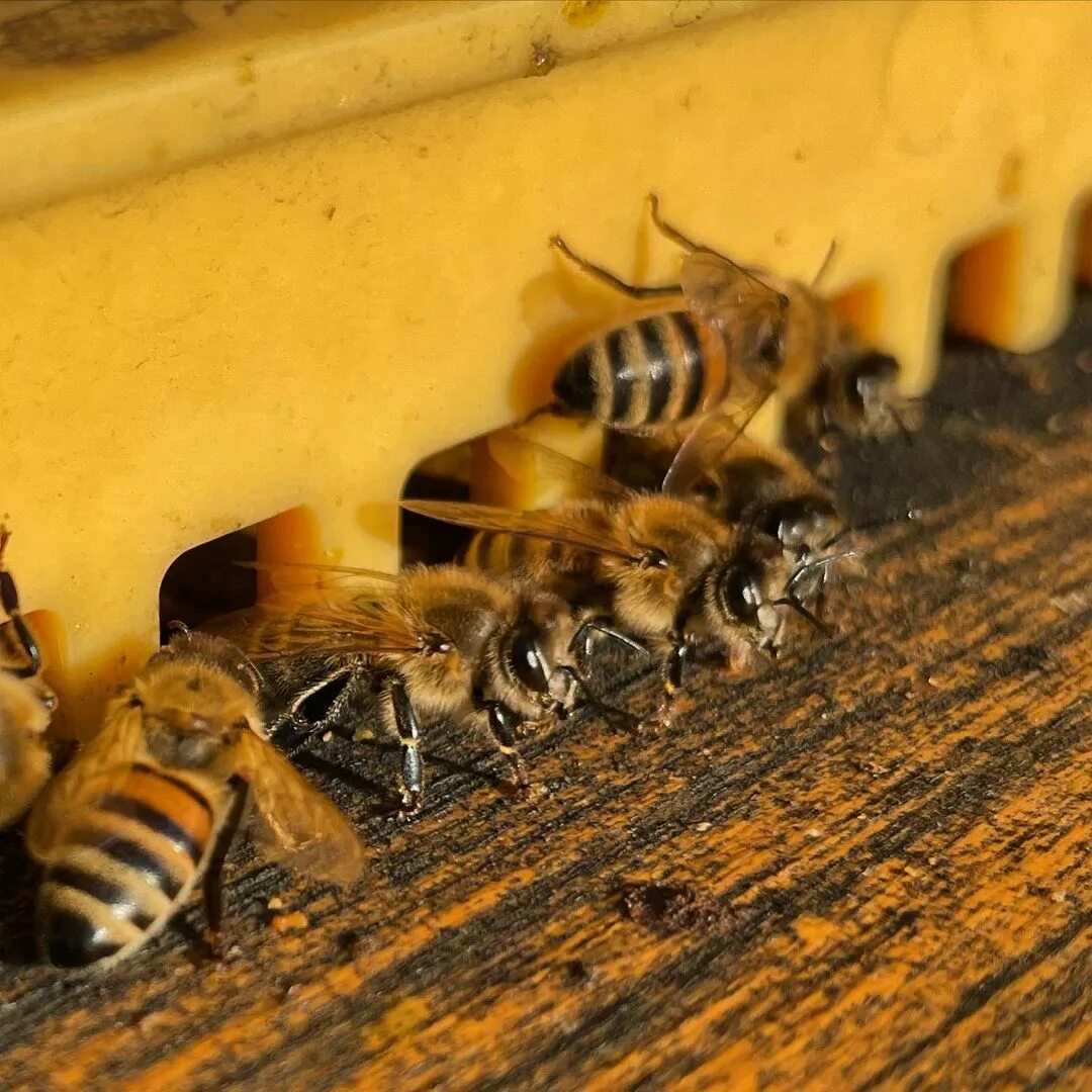 Купить семью пчел. Пчелиная семья. Ассоциации с пчелами. Пчела в движении. Фото сильных пчелиных семей.