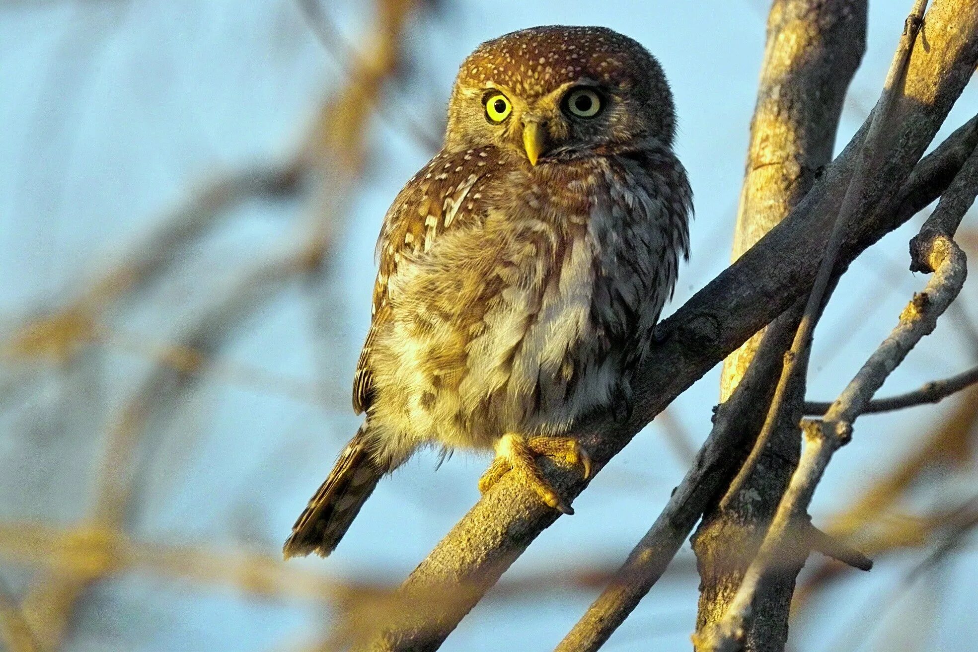 Воробьиный Сыч. Сова воробьиный Сыч. Воробьиный Сыч (Glaucidium passerinum l.),. Сова сычик