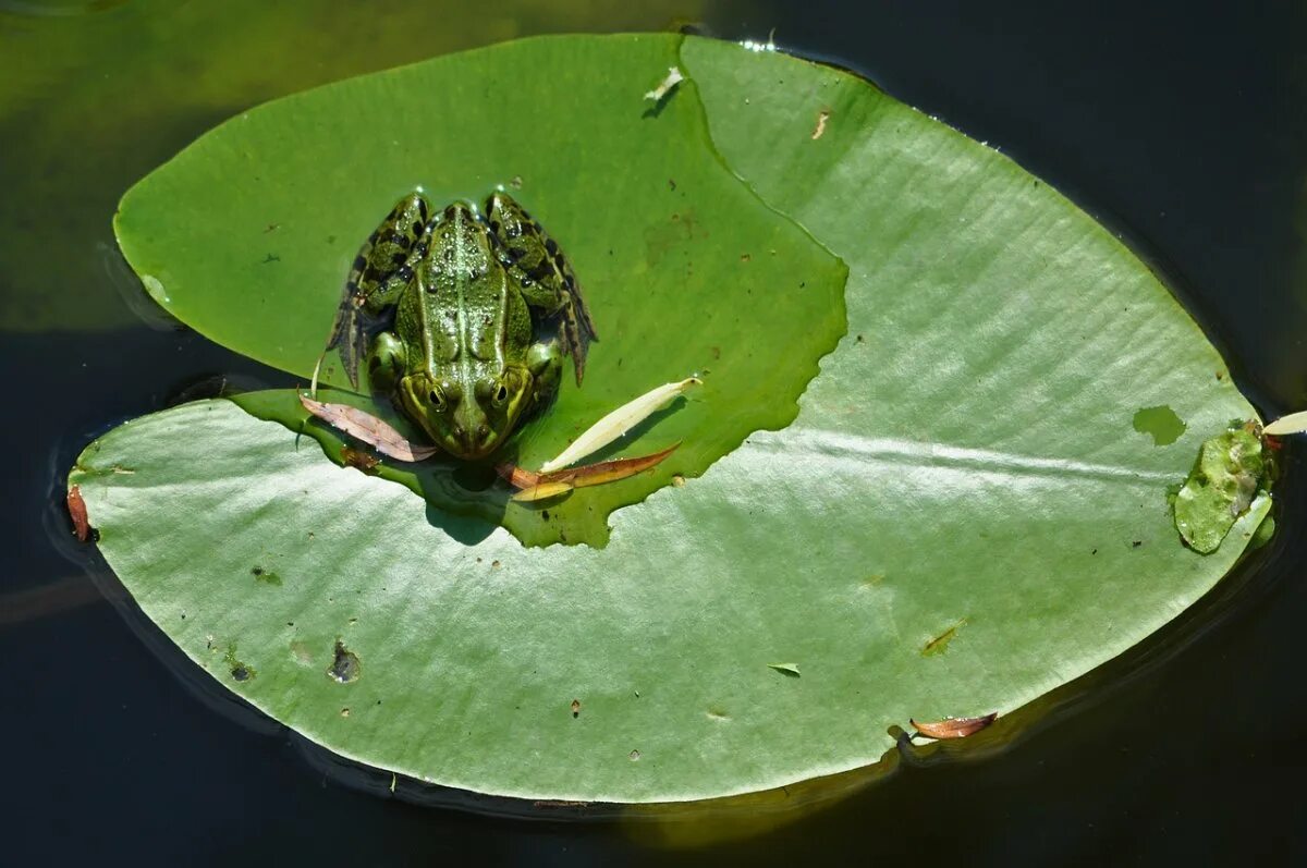 лягушка на кувшинке. лягушка на кувшинке. лягушонок на листе кувшинки. лягушонок на листе кувшинки. лягушка на листочке кувшинки.