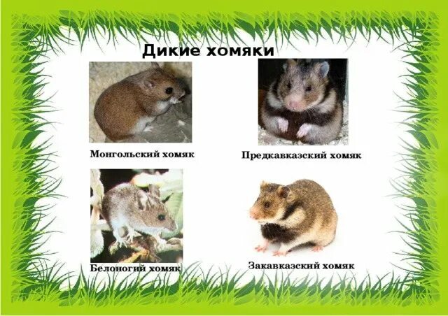 Домашние хомяки впадают в спячку. Где живут дикие хомяки. хомяки впадают в спячку зимой. нора дикого хомяка. схема нора хомяков.