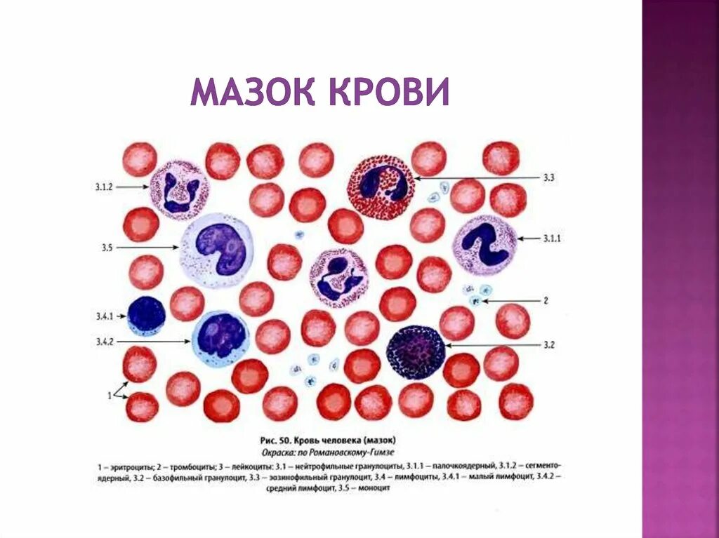 Мазок крови человека Азур 2 эозин. ￼ мазки крови для исследования лейкоцитарной формулы. Мазок крови человека гистология препарат. Мазок крови форменные элементы. Лейкоциты общие 3 3