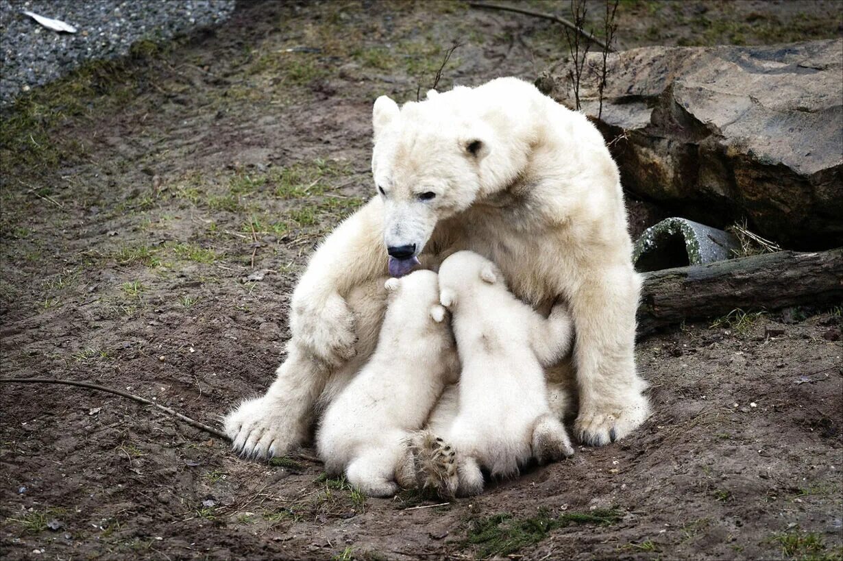 Медведица кормит медвежат молоком. Детеныш белого медведя. Медведица вскармливает медвежат. Медведь кормит медвежонка.