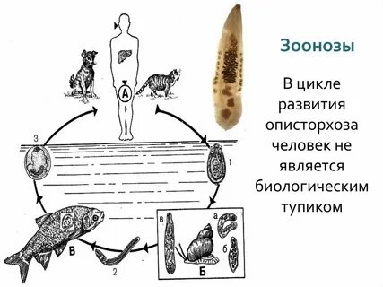 Зоонозы