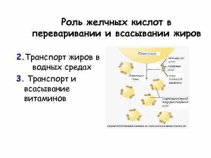 Желчь в переваривании жиров. Роль желчных кислот в переваривании и всасывании липидов. Роль в пищеварении липидов желчных кислот. Строение и роль в пищеварении липидов желчных кислот. Функции желчных кислот в пищеварении липидов.