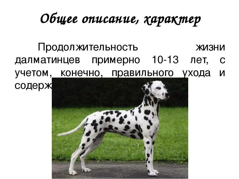 Минусы далматинцев