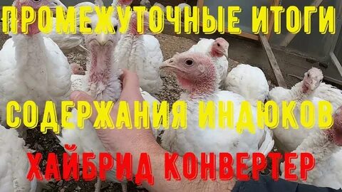 Пропойка индюков