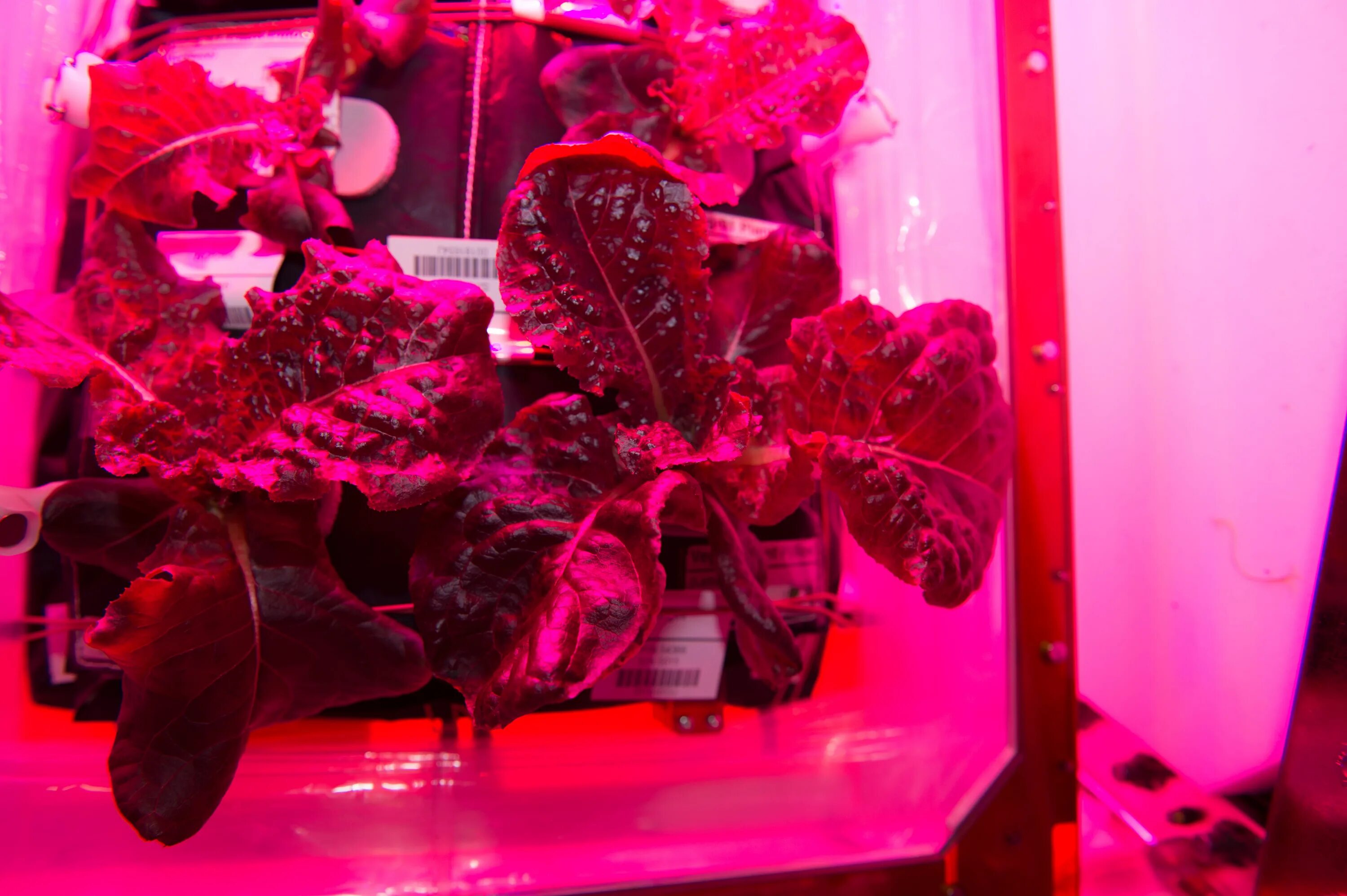 Какой овощ первый вырастили в космосе. Оранжерея Veggie МКС. Первые растения выращенные в космосе. Цветок выращенный в космосе. Красный салат латук выращенный в космосе.