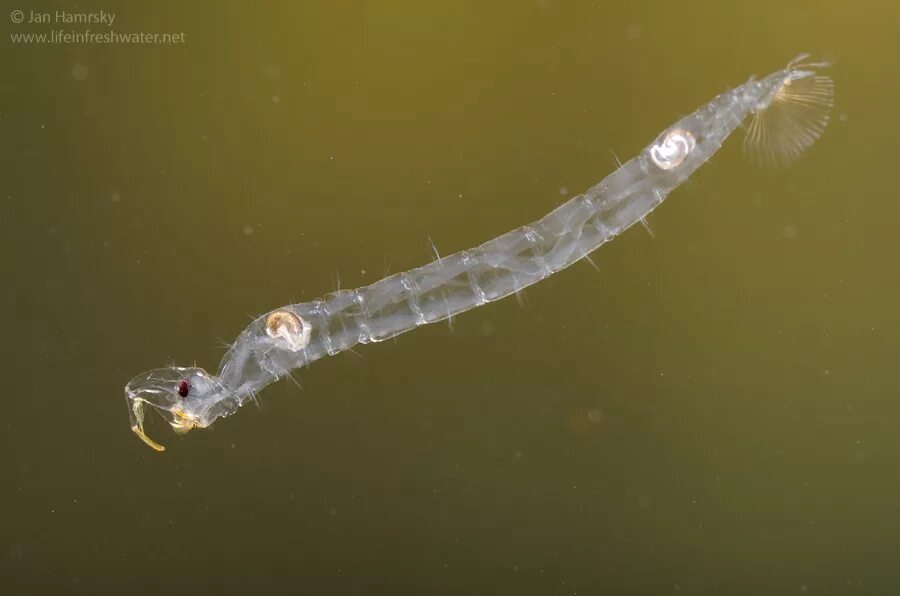 Черви водоема. Коретра личинка комара. Личинка Chaoborus. Chaoboridae личинки. Коретра Двукрылые.