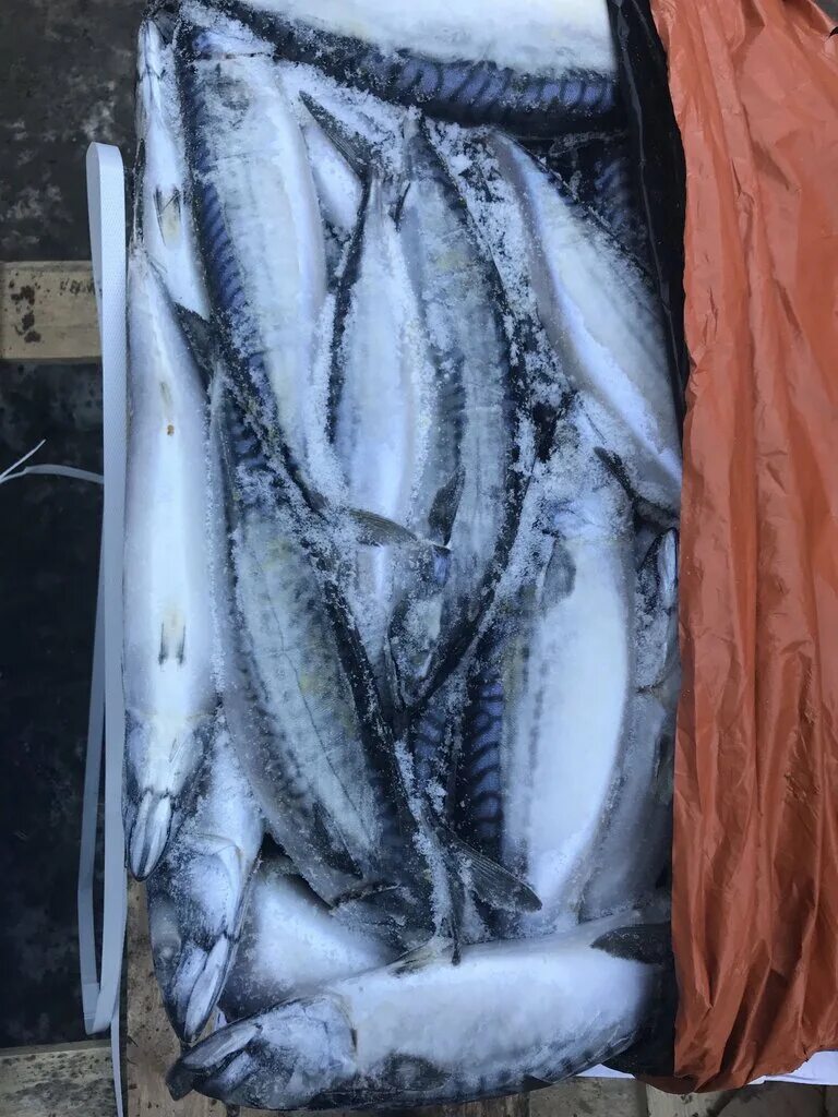 смайл рыба. золотая фишка акватории самара. рыбы самарской области. мау золотая рыбка самара. золотая фишка рыба.