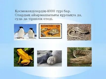 Жануарлар мен адамдар бейнеленген онлайн порно қараңыз