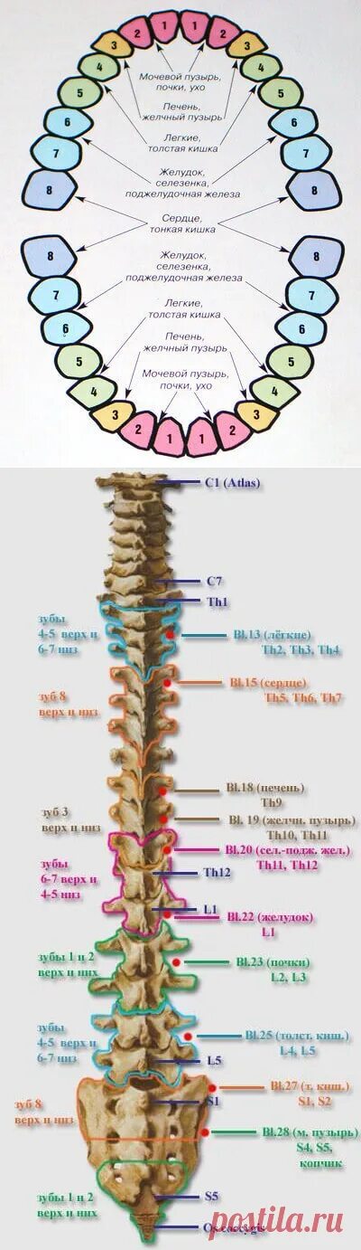 Связь зубов с органами. Взаимосвязь зубов и спины. Взаимосвязь зубов и органов. Зубы и позвоночник. Позвонок отвечающий за зубы.