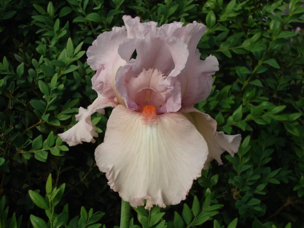 Ирис армагеддон. Ирис розовый перец. Ирис карликовый кошачий глаз. Ирис розовый перец. Ирис пинк эттрекшн.