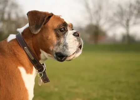 Male dog