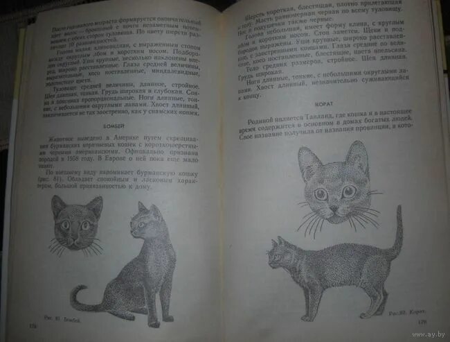 Четвероногий друг рассказ. Четвероногий друг сочинение 5. Четвероногие друзья. Четвероногий друг сочинение 5. Мой четвероногий друг фотографии.