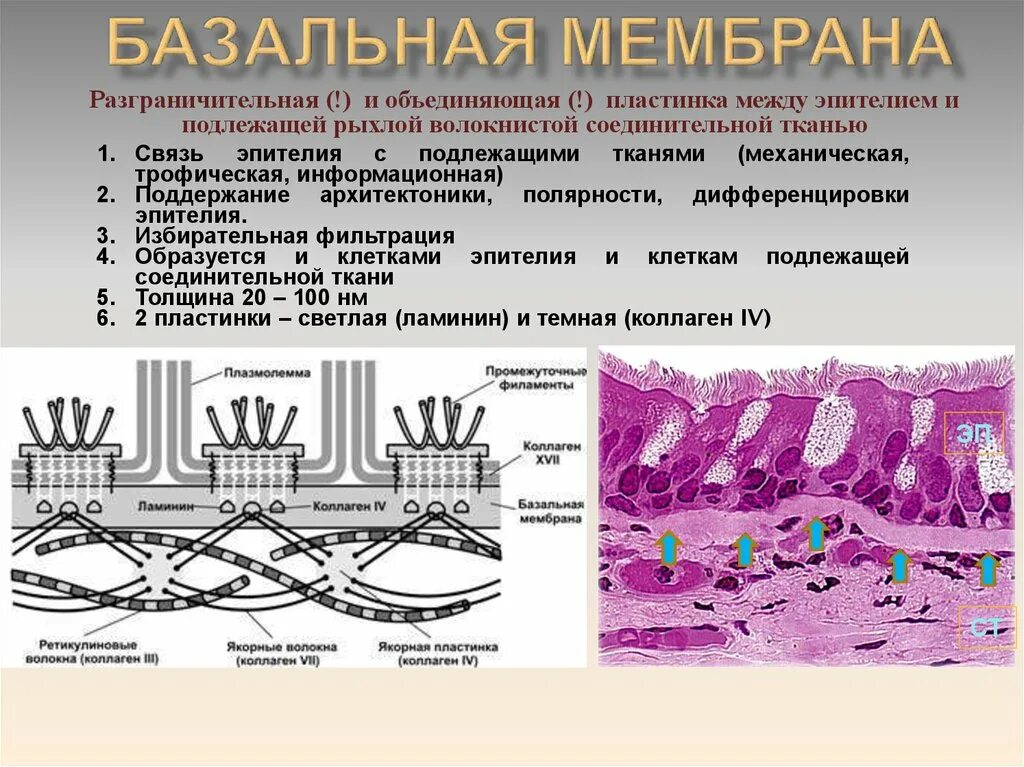 Эпителиальные ткани состоят из клеток. Базальная мембрана эпителия. Ретикулярная базальная мембрана. Базальная мембрана интегрины. Строение кожи базальная мембрана.