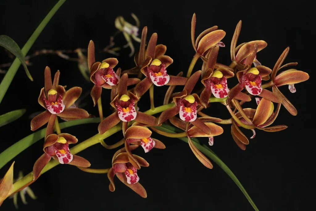 Орхидея Цимбидиум. Цимбидиум алоэлистный. Цимбидиум Манон.